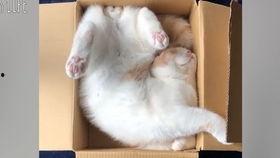 兔子爆料完整视频播放,一窥事件背后真相